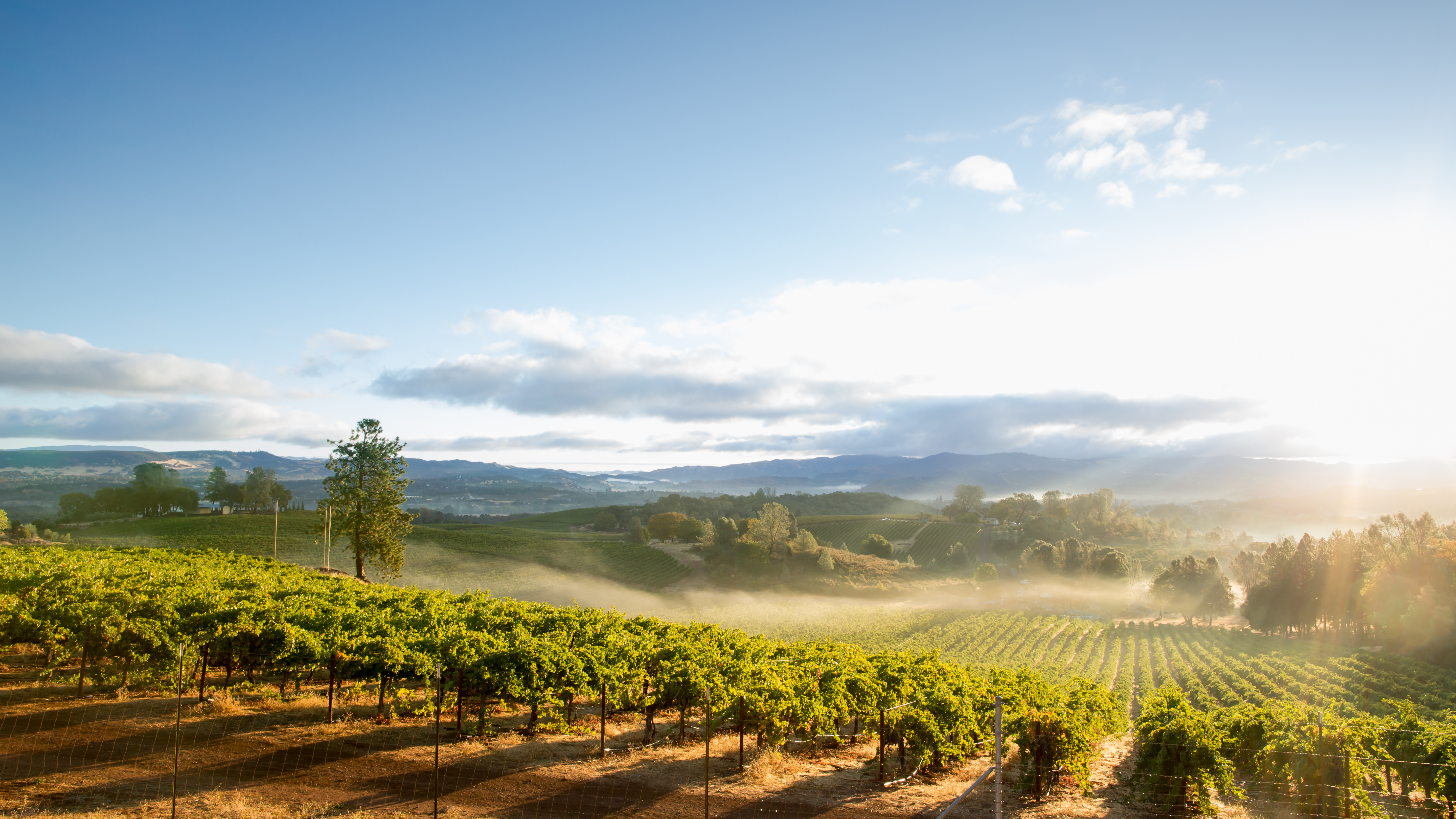 Sonoma Vineyards