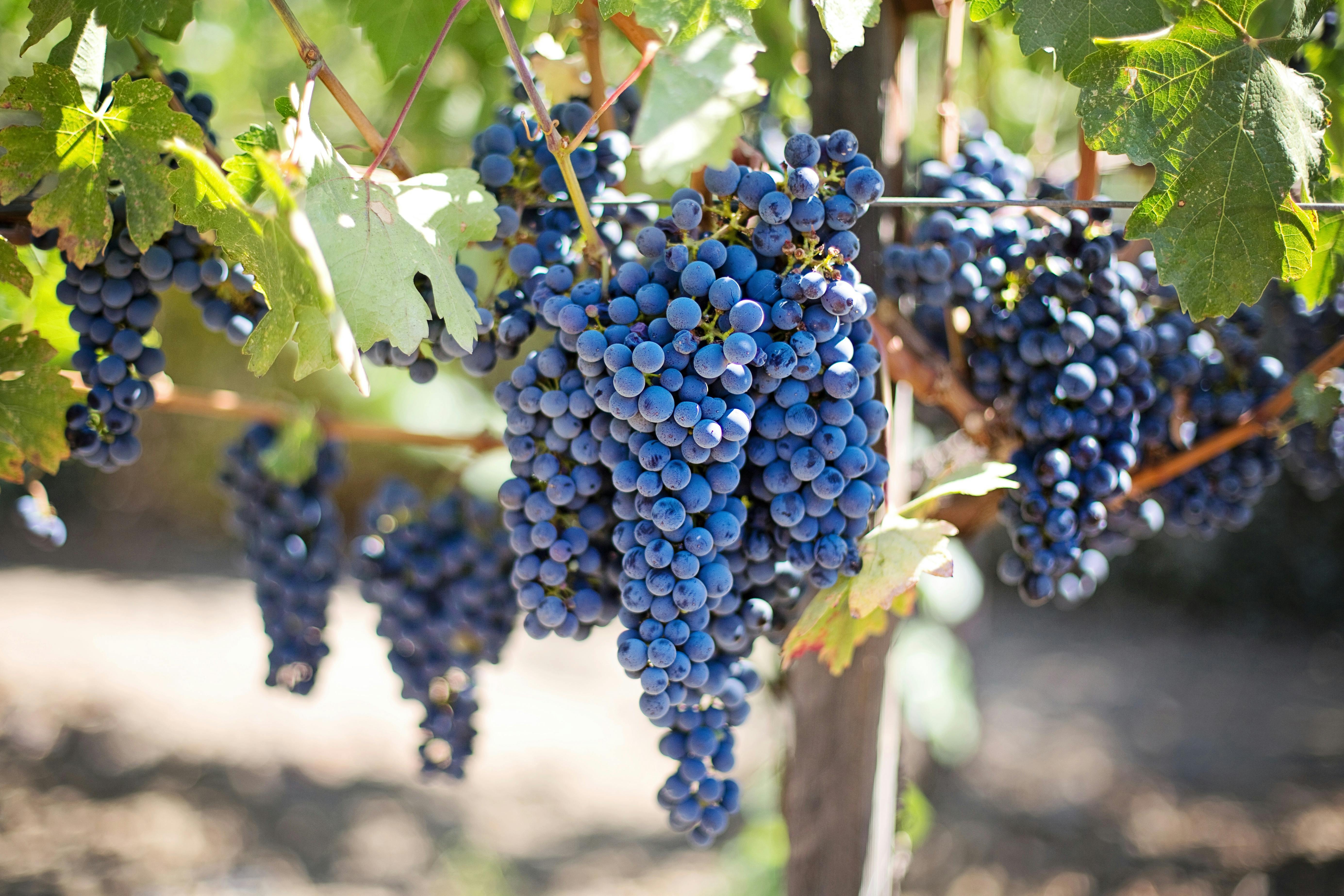 Wine & Vineyards